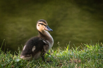 duckling by the water