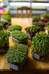 Organic microgreens srpouts in containers . Healthy food and diet concept.