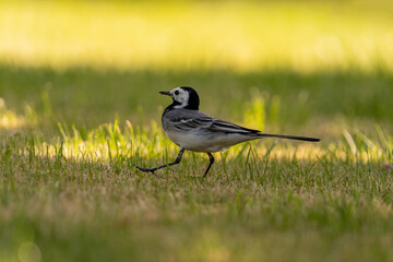 lustige Bachstelze läuft durch Gras und sucht nach Nahrung