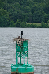 Fototapeta na wymiar Osprey (Pandion haliaetus) in a Nest in the Potomac River, Virginia, USA