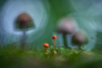 Small mushrooms and fungus in the foreat - 520886805