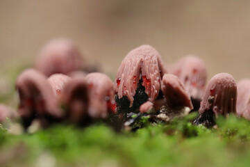 Stemonitis fusca is a species of slime mold - macro details