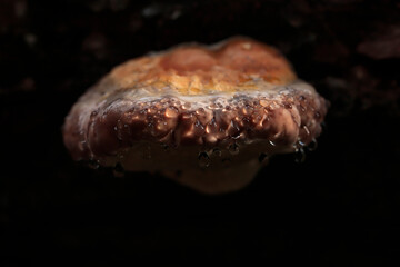 Guttation phenomena on fomitopsis pinicola, known as the red-belted conk fungus - obrazy, fototapety, plakaty