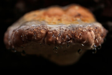 Guttation phenomena on fomitopsis pinicola, known as the red-belted conk fungus - obrazy, fototapety, plakaty