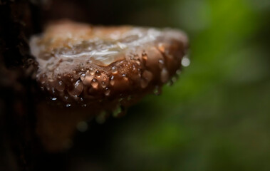 Guttation phenomena on fomitopsis pinicola, known as the red-belted conk fungus - 520886834