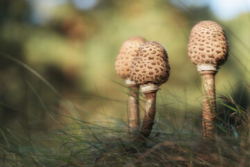 The parasol mushroom under the tree - macro details