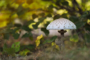 The parasol mushroom under the tree - macro details - 520886869