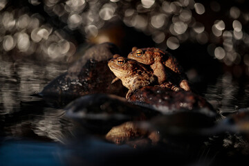 Common toads mating season  - 520886886