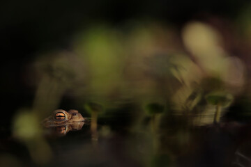 Common toads mating season  - 520886895