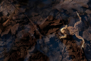 Common toads mating season  - 520886896