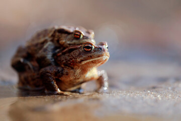 Common toads mating season 