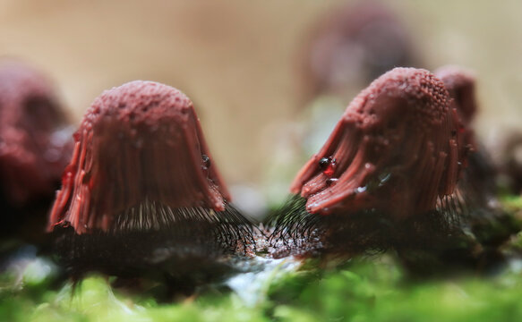 Stemonitis fusca is a species of slime mold - macro details