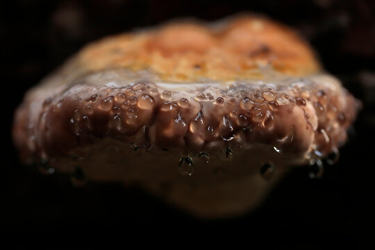 Guttation phenomena on fomitopsis pinicola, known as the red-belted conk fungus