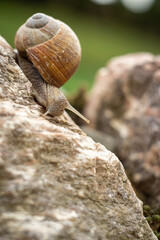 large garden snail, macro photography of a garden snail
