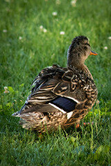 duck on the grass