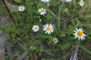 some little, wild flowers with white petals