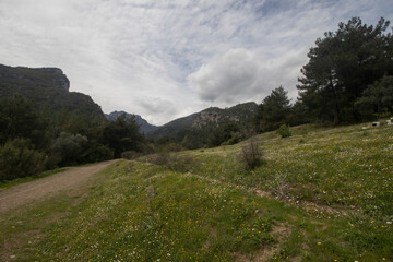 walking path, lush grass and trees, a spring day, skyline and hills