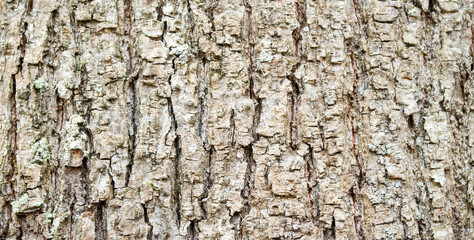 Photo of tree bark with natural pattern.