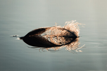 feathers from a duck lying on the surface of a river. Falling sunlight at sunrise. Water canal in Kinderdijk, Netherlands. Detail of duck plumage.