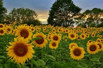 Obraz premium Sunflowers in the field, full of colors.