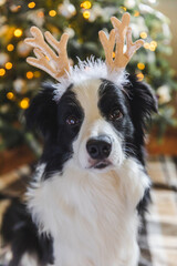 Funny portrait of cute puppy dog border collie wearing Christmas costume deer horns hat near christmas tree at home indoors background. Preparation for holiday. Happy Merry Christmas concept