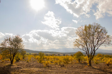 clouds and two separate trees and stunted yellow trees and vegetation on a sunny day