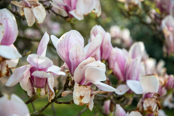 Fototapeta na wymiar flowering magnolia tree with large pink flowers slightly frost damaged