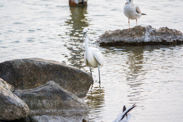 The small white heron or Little egret stands in the lake