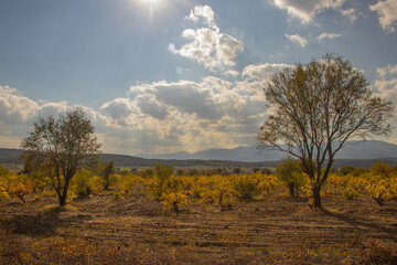 Fototapeta premium clouds and two separate trees and stunted yellow trees and vegetation on a sunny day