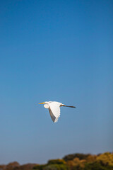 Bird of the Brazilian fauna, native to the São Francisco River.