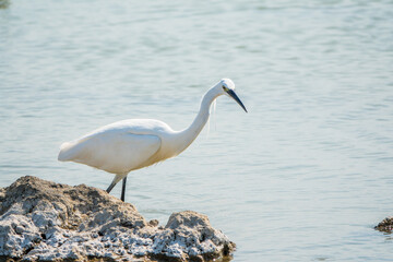 The small white heron or Little egret stands in the lake