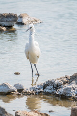 The small white heron or Little egret stands in the lake