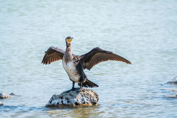 Great cormorant, Phalacrocorax carbo, sits on stone and dries its wings on the wind.