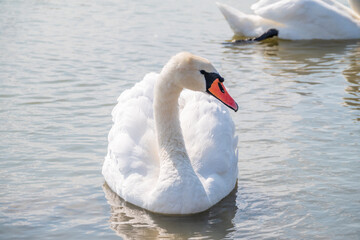 Naklejka premium Graceful white Swan swimming in the lake, swans in the wild. Portrait of a white swan swimming on a lake.