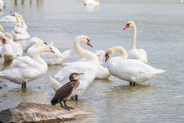 Great cormorant stands among white swans on the lake shore
