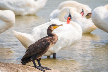 Great cormorant stands among white swans on the lake shore
