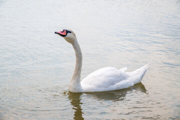 Naklejka premium Graceful white Swan swimming in the lake, swans in the wild. Portrait of a white swan swimming on a lake.