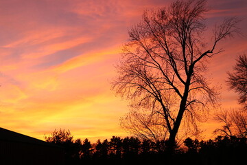 sunset in the forest