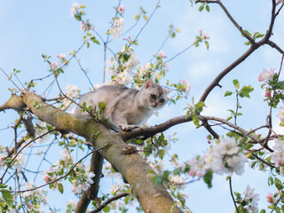 Close-up gray british cat sits on high branch with green leaves of flowering tree