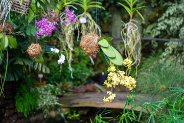 Hanging indoor plants. Yellow and pink orchids in kokedama or moss ball. The concept of growing...