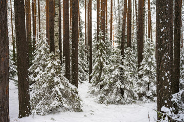 Fluffy young Christmas trees covered with snow among the trunks of pines and birches in the winter forest. Winter landscape. The concept of winter walks