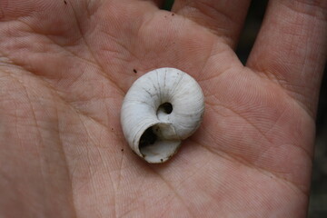 hand holding a snail