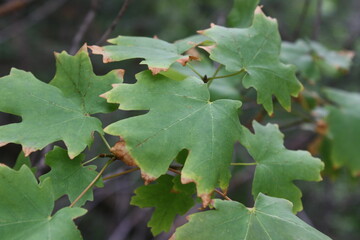 green oak leaves
