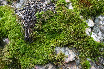 moss on the rock