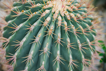 A houseplant. A large prickly cactus in the shape of a ball close-up.The texture of rows of thorns. Natural background.