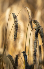 Ears of grain close-up. Golden ripening grain. Ears of rye before harvest in the field. Growing grain in the field.