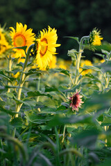 Reddish Sunflower Amongst Yellow in Field