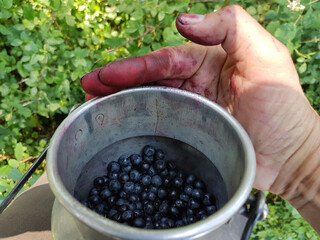 female hand with blue fingers from picking blueberries, holding metal can. fresh berries from the forest.