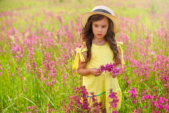 Thoughtful beautiful little girl walks in a flowering field, holds a bouquet of burgundy viscaria flowers