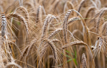 Ears of grain close-up. Golden ripening grain. Ears of rye before harvest in the field. Growing grain in the field.